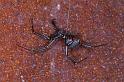 Latrodectus_hasselti_D3451_Z_89_Karinji NP_Australie